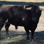 Arles - Toros de Alcurrucén para El Fandi, José Garrido y Luis David Adame - Lunes 2 de abril de 2018