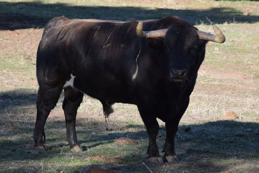 Arles - Toros de Alcurrucén para El Fandi, José Garrido y Luis David Adame - Lunes 2 de abril de 2018