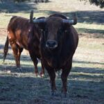 Arles - Toros de Alcurrucén para El Fandi, José Garrido y Luis David Adame - Lunes 2 de abril de 2018