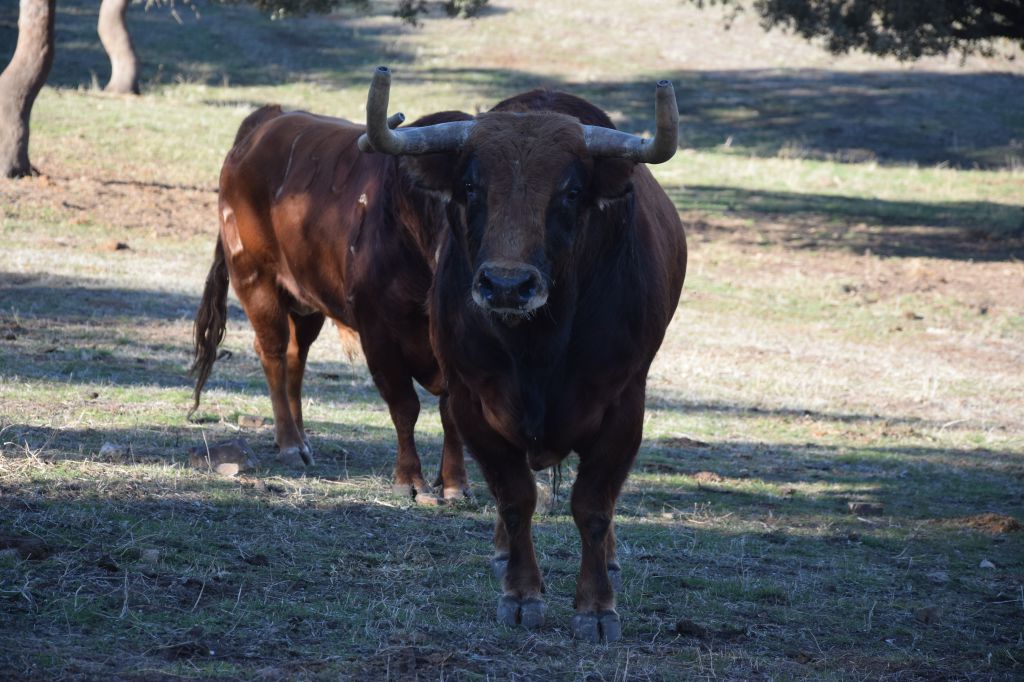 Arles - Toros de Alcurrucén para El Fandi, José Garrido y Luis David Adame - Lunes 2 de abril de 2018