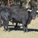 Arles - Toros de Alcurrucén para El Fandi, José Garrido y Luis David Adame - Lunes 2 de abril de 2018