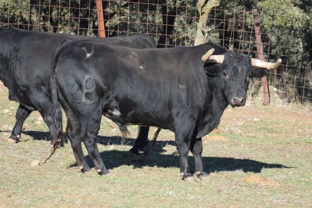 Arles - Toros de Alcurrucén para El Fandi, José Garrido y Luis David Adame - Lunes 2 de abril de 2018