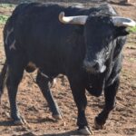 Redondo (Portugal) - Festival Radio Campanario - Sábado 10 de marzo de 2018