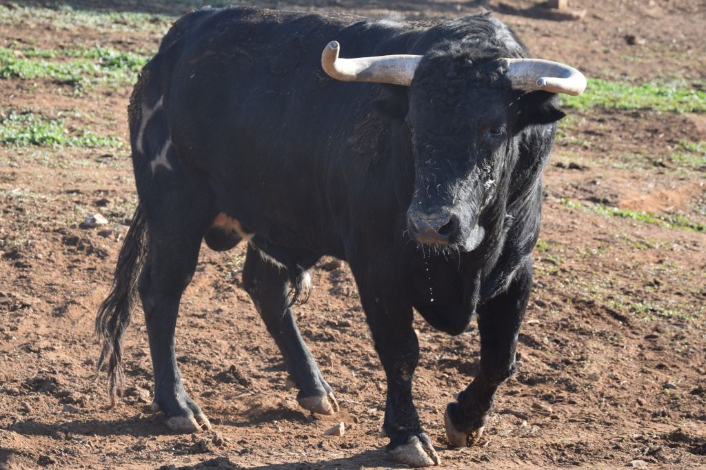 Redondo (Portugal) - Festival Radio Campanario - Sábado 10 de marzo de 2018