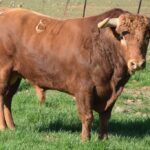 Arles - Toros de Jandilla para Miguel Ángel Perera, Ginés Marín y Andy Younes - Domingo 1 de abril de 2018