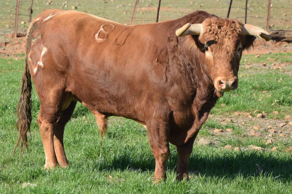 Arles - Toros de Jandilla para Miguel Ángel Perera, Ginés Marín y Andy Younes - Domingo 1 de abril de 2018