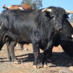 Arles - Toros de Jandilla para Miguel Ángel Perera, Ginés Marín y Andy Younes - Domingo 1 de abril de 2018