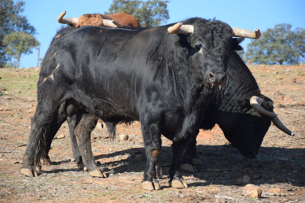 Arles - Toros de Jandilla para Miguel Ángel Perera, Ginés Marín y Andy Younes - Domingo 1 de abril de 2018