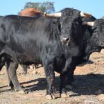 Arles - Toros de Jandilla para Miguel Ángel Perera, Ginés Marín y Andy Younes - Domingo 1 de abril de 2018