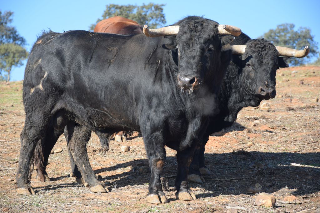 Arles - Toros de Jandilla para Miguel Ángel Perera, Ginés Marín y Andy Younes - Domingo 1 de abril de 2018