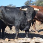 Arles - Toros de Jandilla para Miguel Ángel Perera, Ginés Marín y Andy Younes - Domingo 1 de abril de 2018