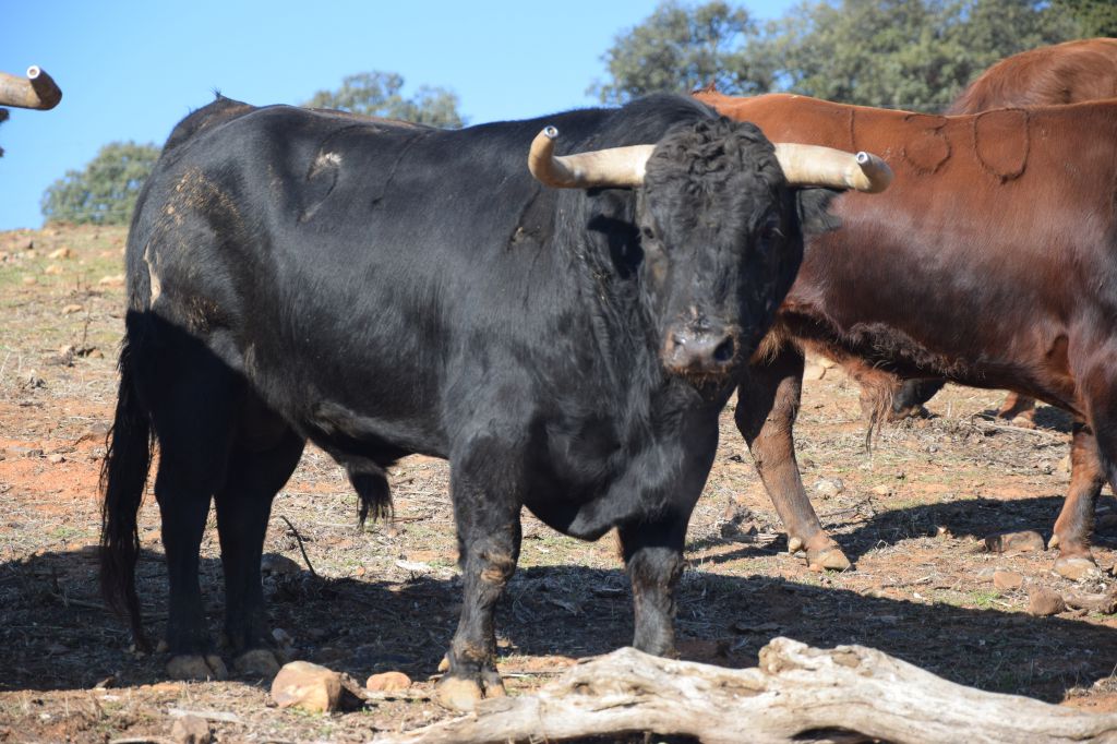 Arles - Toros de Jandilla para Miguel Ángel Perera, Ginés Marín y Andy Younes - Domingo 1 de abril de 2018
