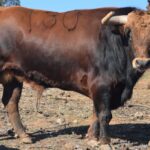 Arles - Toros de Jandilla para Miguel Ángel Perera, Ginés Marín y Andy Younes - Domingo 1 de abril de 2018