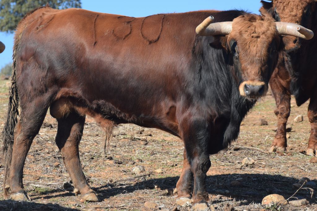 Arles - Toros de Jandilla para Miguel Ángel Perera, Ginés Marín y Andy Younes - Domingo 1 de abril de 2018