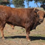 Arles - Toros de Jandilla para Miguel Ángel Perera, Ginés Marín y Andy Younes - Domingo 1 de abril de 2018