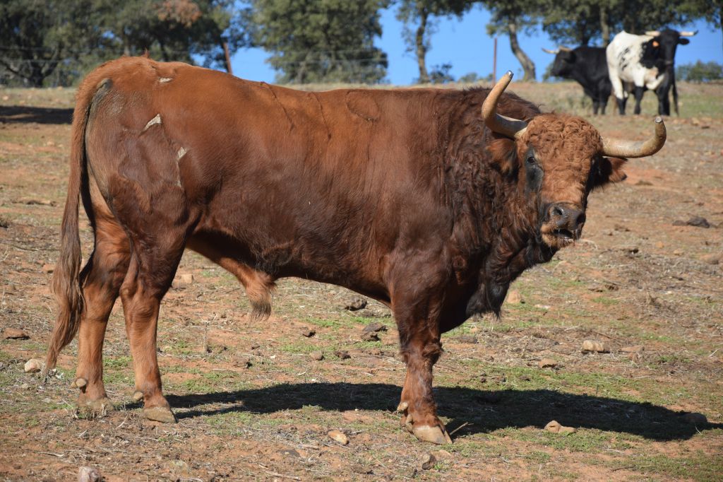 Arles - Toros de Jandilla para Miguel Ángel Perera, Ginés Marín y Andy Younes - Domingo 1 de abril de 2018
