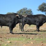 Arles - Toros de Jandilla para Miguel Ángel Perera, Ginés Marín y Andy Younes - Domingo 1 de abril de 2018