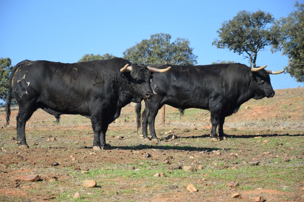 Arles - Toros de Jandilla para Miguel Ángel Perera, Ginés Marín y Andy Younes - Domingo 1 de abril de 2018