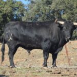 Arles - Toros de Jandilla para Miguel Ángel Perera, Ginés Marín y Andy Younes - Domingo 1 de abril de 2018