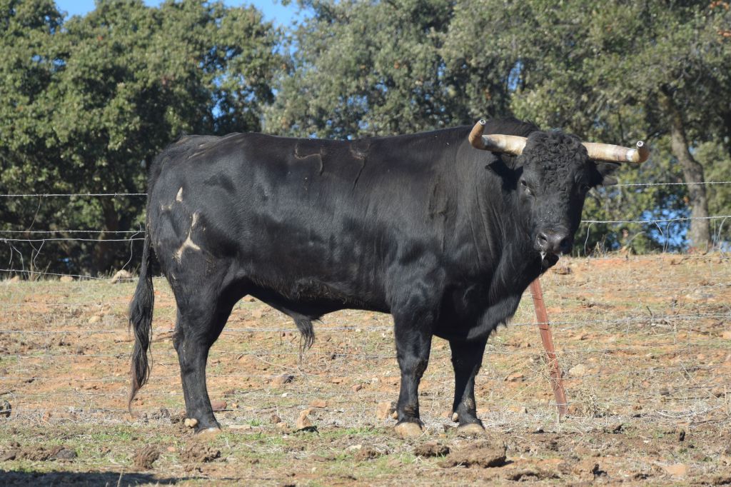Arles - Toros de Jandilla para Miguel Ángel Perera, Ginés Marín y Andy Younes - Domingo 1 de abril de 2018