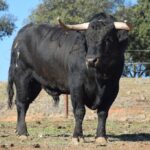 Arles - Toros de Jandilla para Miguel Ángel Perera, Ginés Marín y Andy Younes - Domingo 1 de abril de 2018