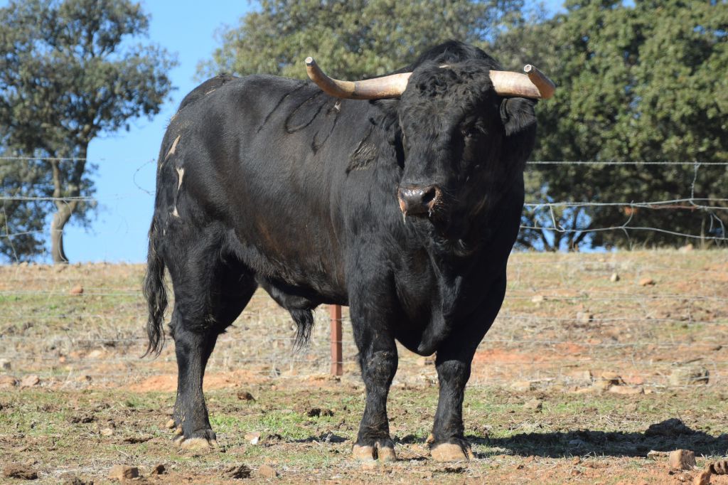 Arles - Toros de Jandilla para Miguel Ángel Perera, Ginés Marín y Andy Younes - Domingo 1 de abril de 2018