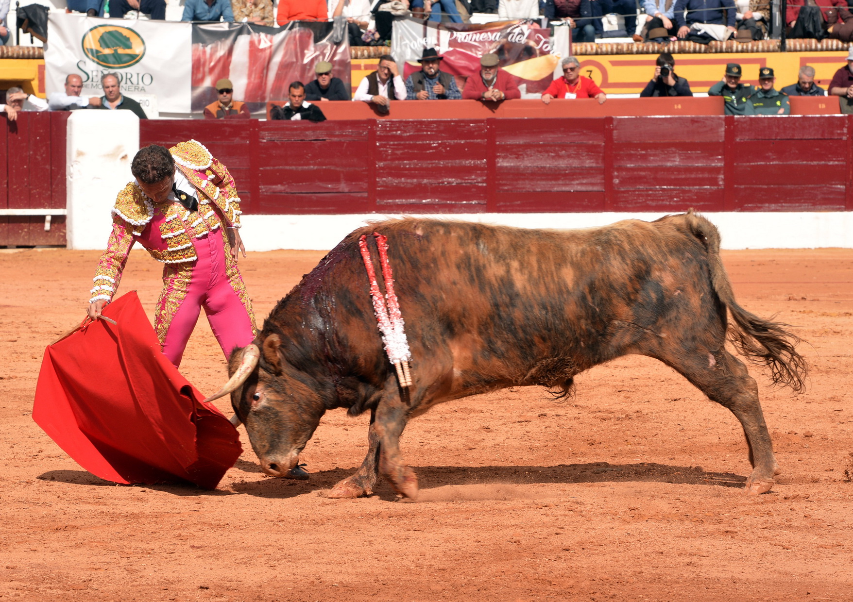 Olienza (Badajoz) - Festejo matinal del domingo 4 de marzo de 2018