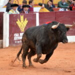 Olivenza (Badajoz) - Festejo vespertino del domingo 4 de marzo de 2018