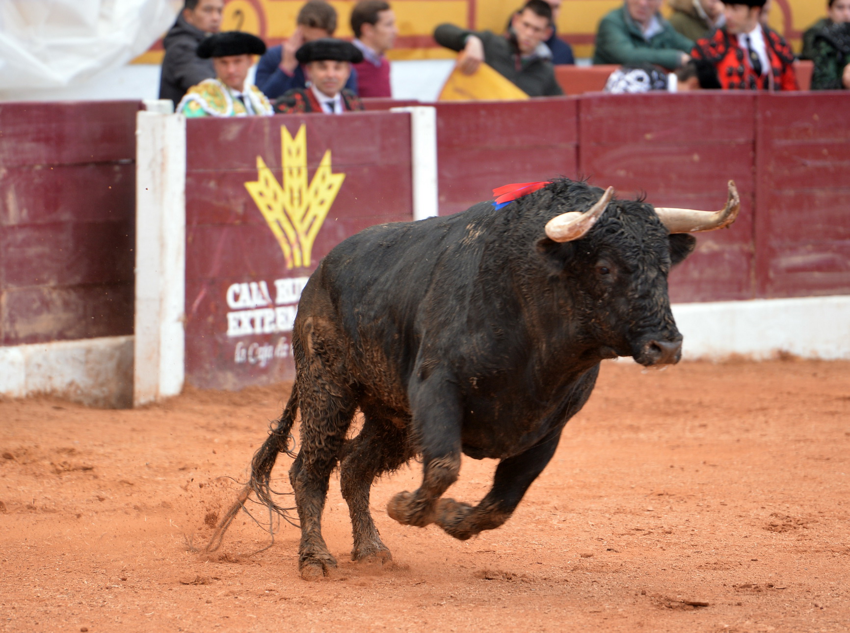 Olivenza (Badajoz) - Festejo vespertino del domingo 4 de marzo de 2018