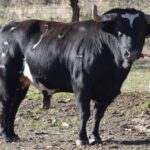 Arles - Toros de Alcurrucén para El Fandi, José Garrido y Luis David Adame - Lunes 2 de abril de 2018