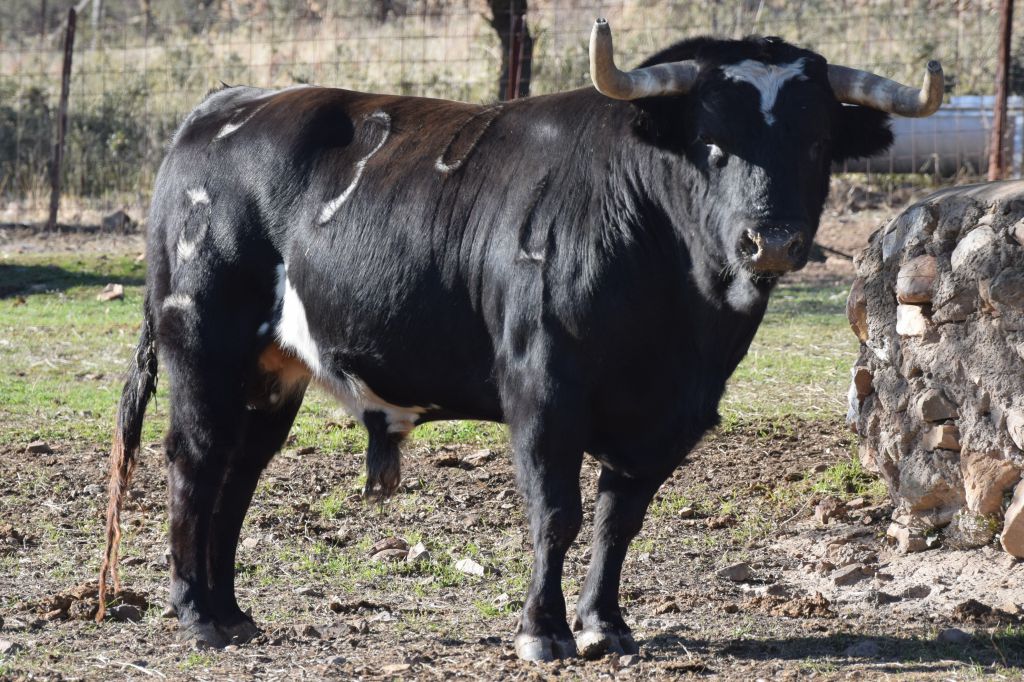 Arles - Toros de Alcurrucén para El Fandi, José Garrido y Luis David Adame - Lunes 2 de abril de 2018