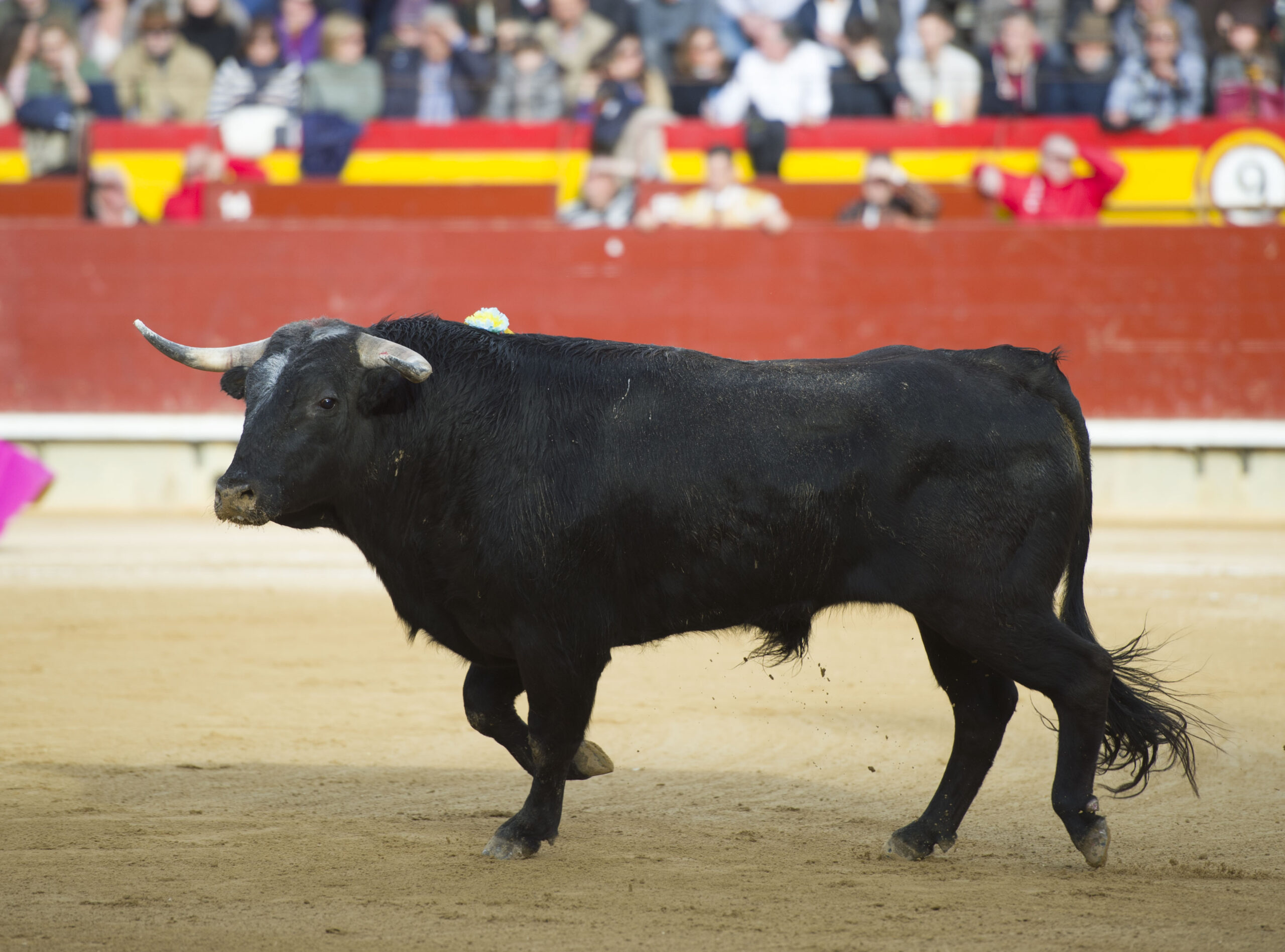 Castellón - 1ª de Feria de la Magdalena 2018 - Domingo 4 de marzo de 2018