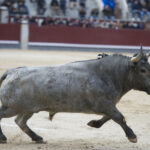 Madrid - Las Ventas - Domingo de Ramos - 24 de marzo de 2018