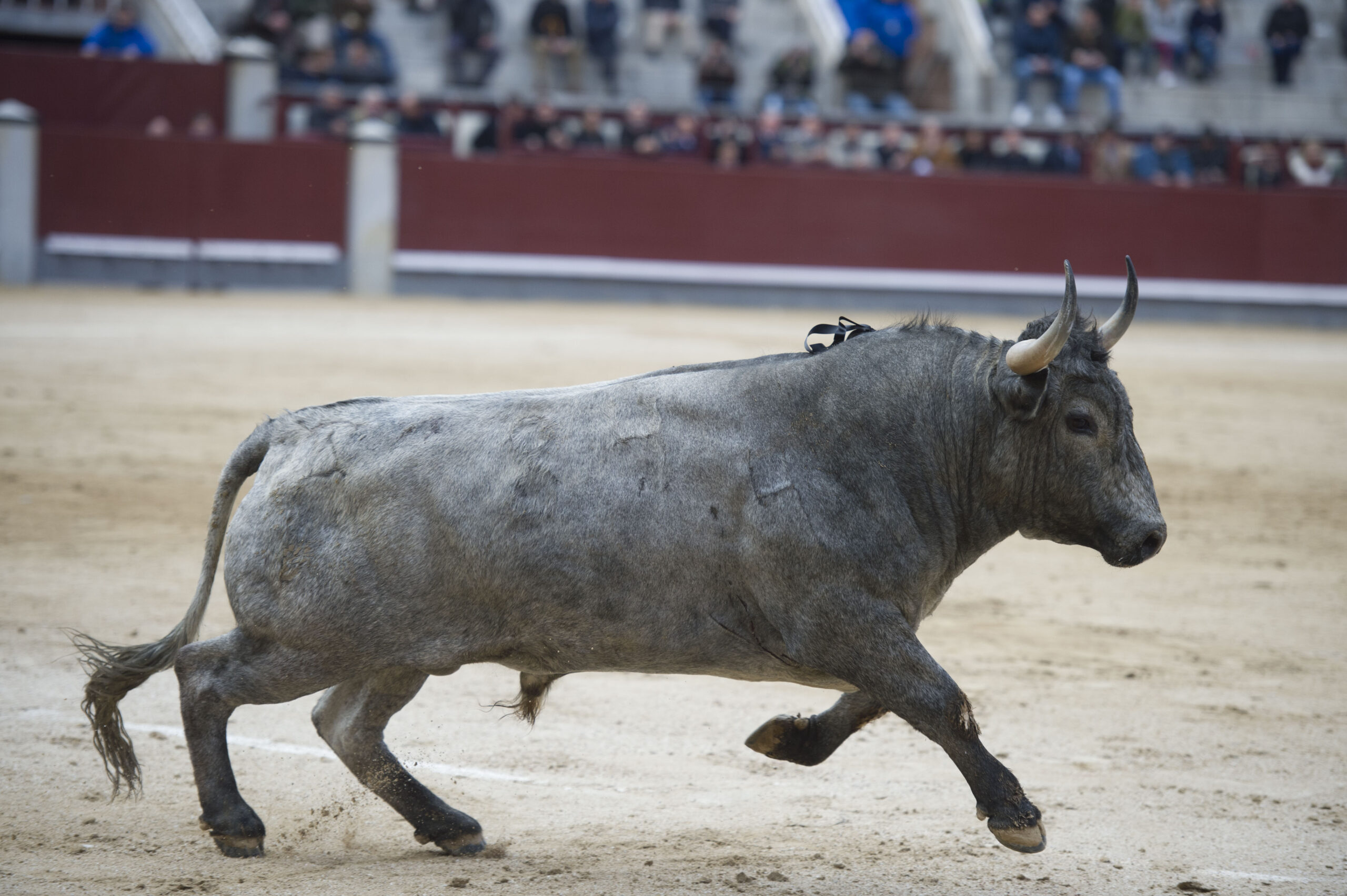 Madrid - Las Ventas - Domingo de Ramos - 24 de marzo de 2018
