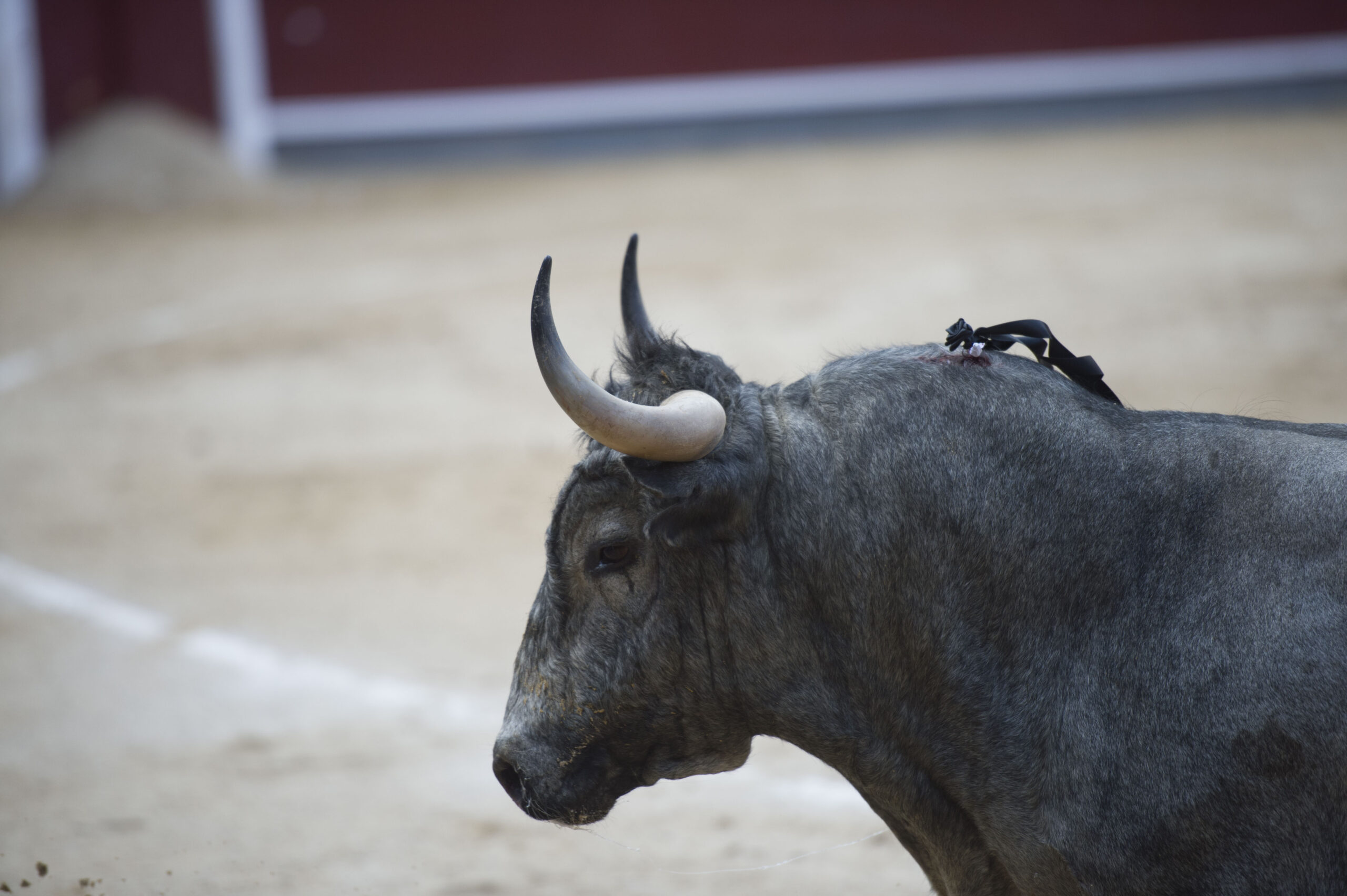 Madrid - Las Ventas - Domingo de Ramos - 24 de marzo de 2018