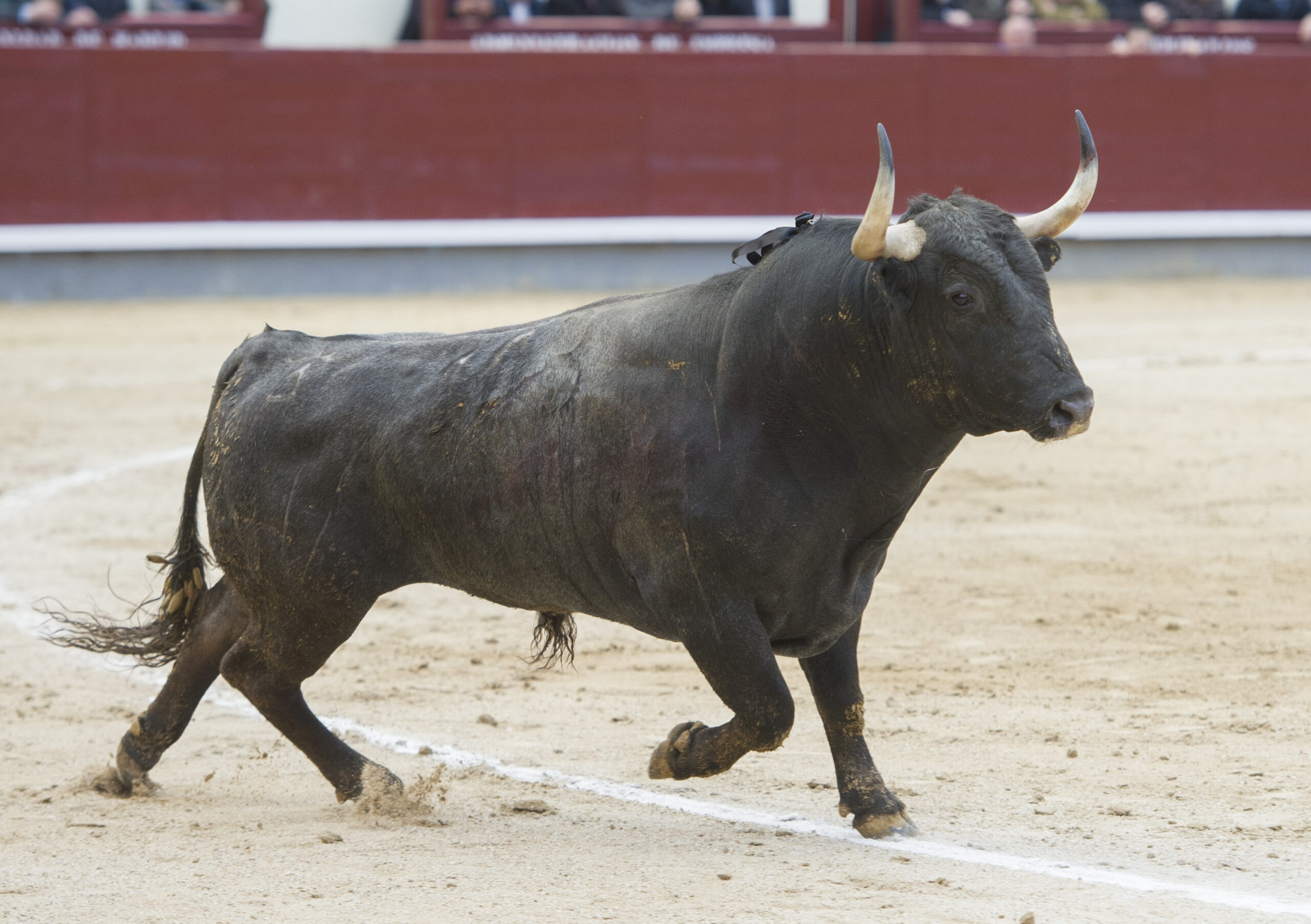 Madrid - Las Ventas - Domingo de Ramos - 24 de marzo de 2018