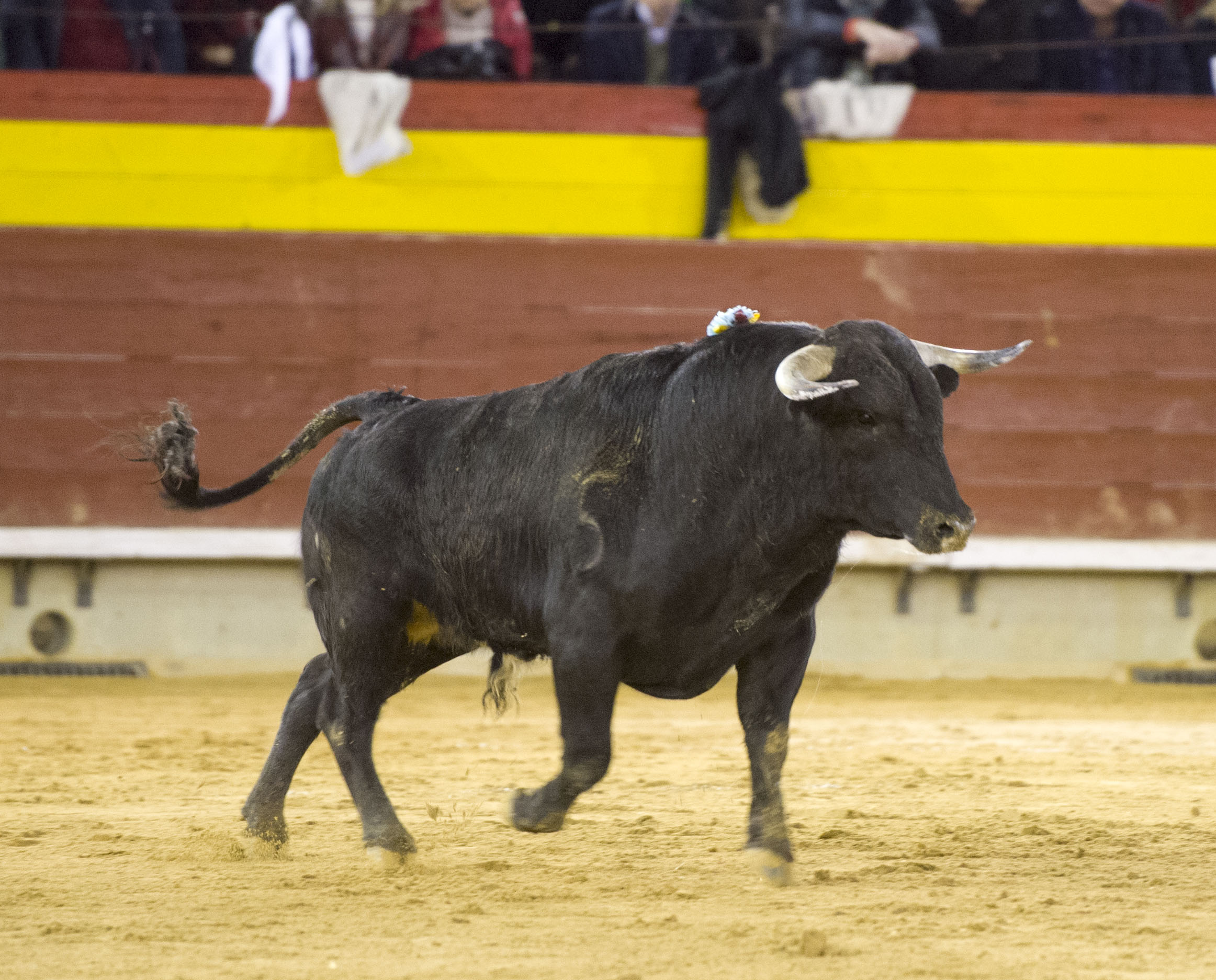 Castellón - 1ª de Feria de la Magdalena 2018 - Domingo 4 de marzo de 2018