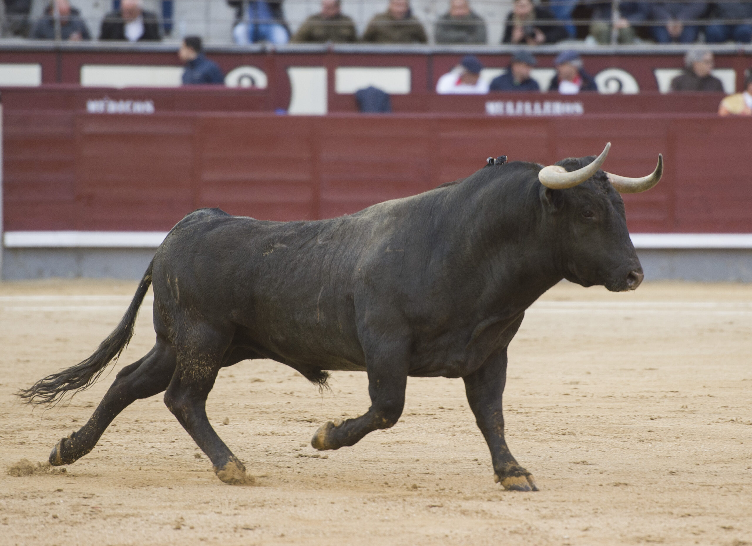 Madrid - Las Ventas - Domingo de Ramos - 24 de marzo de 2018