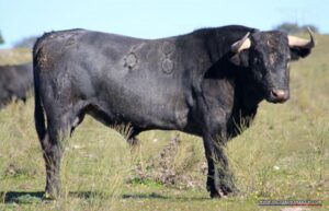 Los dos victorinos para Olivenza