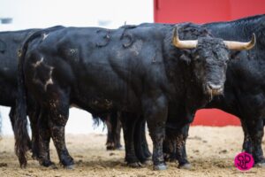 Valencia - Toros de Pandilla - Domingo 11 de marzo de 2018