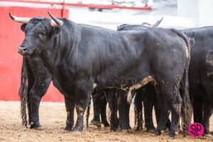 Novillos de Fernando Peña en los corrales de Valencia, 12 de marzo de 2018.