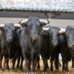 Valencia- Sorteo sábado 17 de marzo de 2018