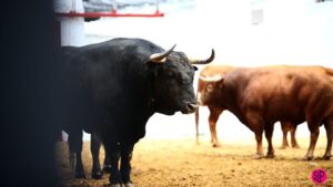 Valencia - Sorteo de las reses de Juan Pedro Domecq - Domingo 18 de marzo de 2018