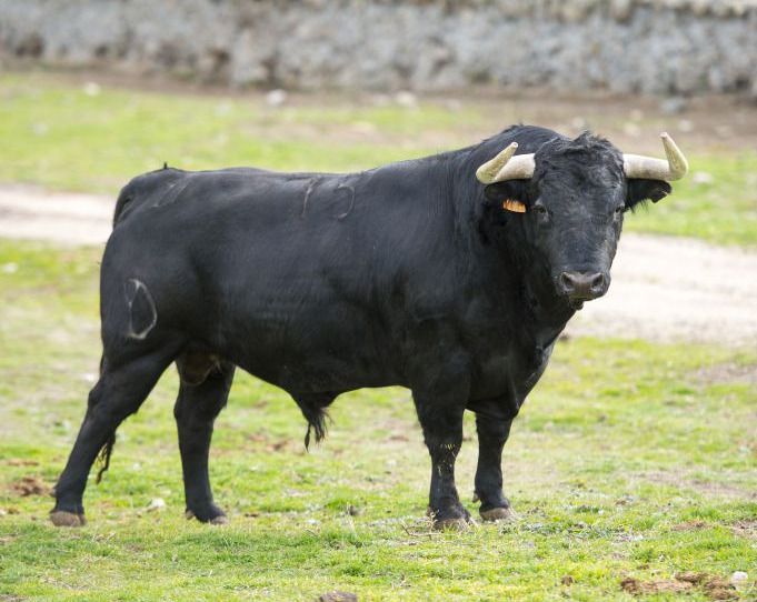 Victoriano del Río: "Es una corrida muy bien hecha"