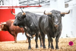 Valencia, 19 de marzo de 2018. Toros de Victoriano del Río en los corrales