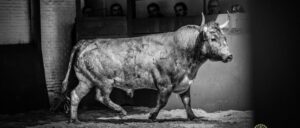 Desembarque de los toros de Victorino Martín para el Domingo de Ramos 2018