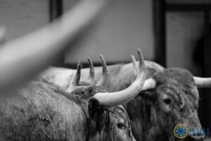 Madrid - Las Ventas - Sorteo del Domingo de Ramos - 24 de marzo de 2018