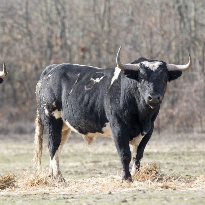 Santacolomas con corazón de León