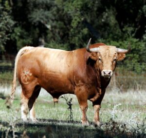 Dolores Aguirre. Camada 2018