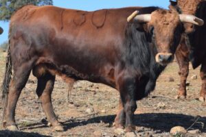 Arles - Toros de Jandilla para Miguel Ángel Perera, Ginés Marín y Andy Younes - Domingo 1 de abril de 2018